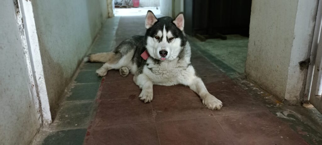Thumbnail Image Husky Casper Vlogs