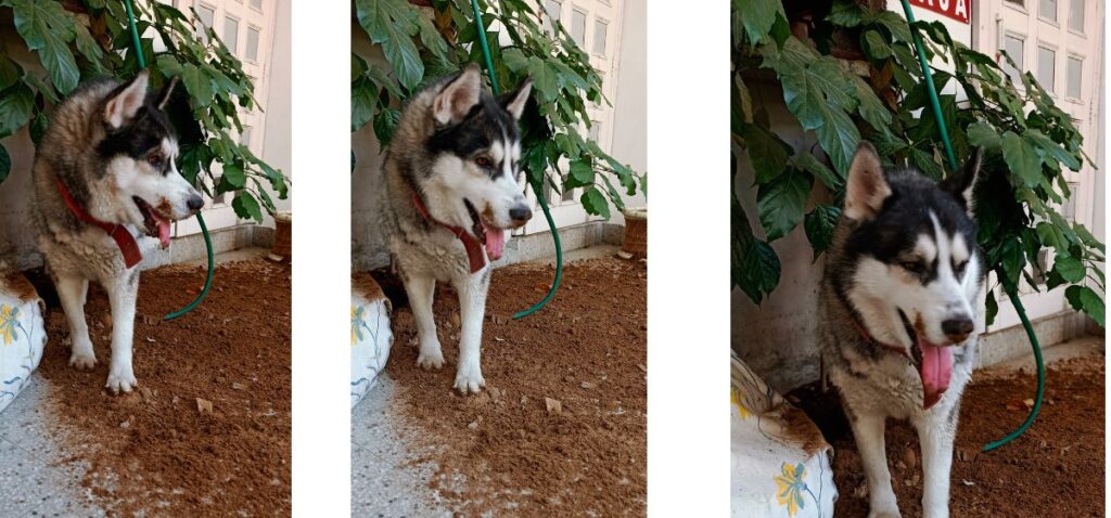 Huskies Hot Weather 2
