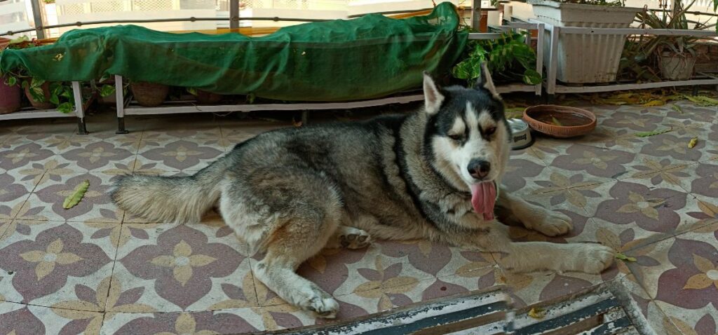 Huskies Hot Weather 3
