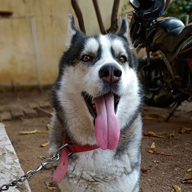 Husky Diet Chart