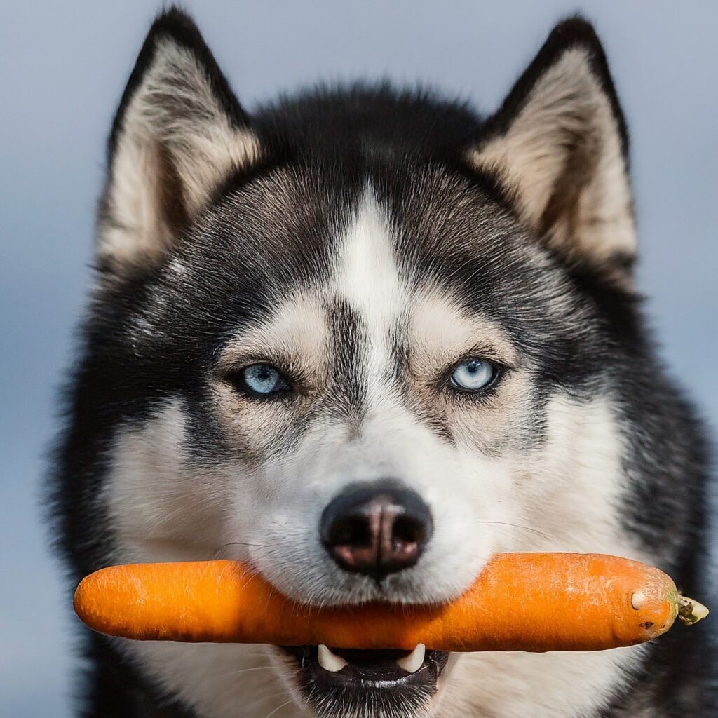 8 Homemade Dog Food Toppers Carrot