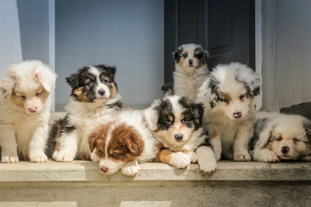 National-Puppy-Day