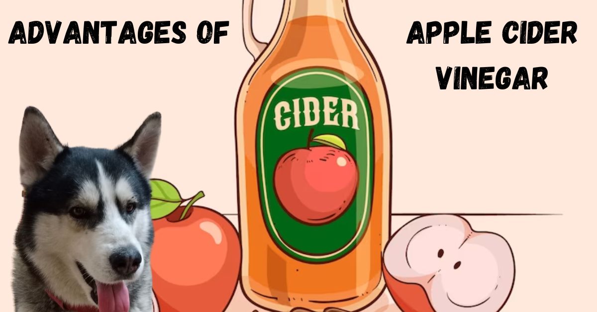 Apple Cider Vinegar For Dogs