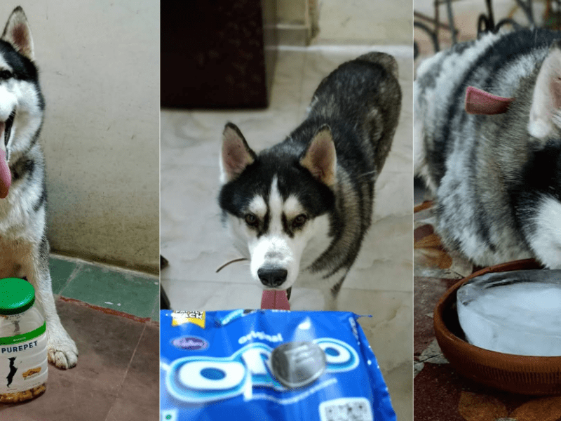 DogTreats
